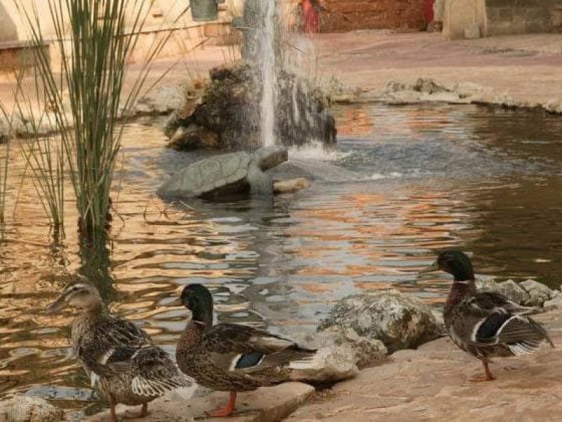 حجز فنادق وطيران